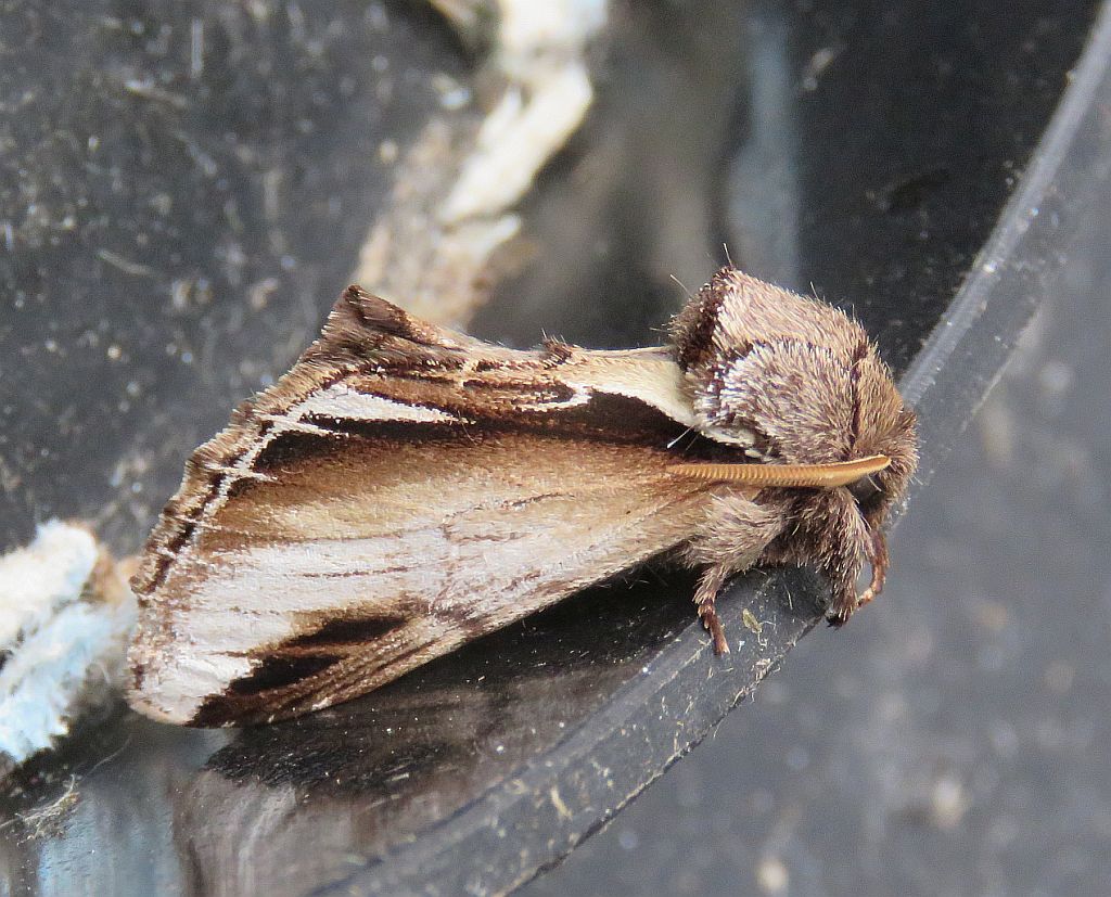 Lesser Swallow Prominent 